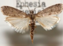 Ephestia_kuehniella