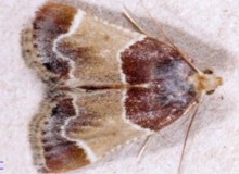 Pyralis_farinalis