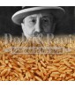 Semola Integrale di Grano Duro Senatore Cappelli