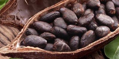 Il cioccolato: dalle origini ai giorni nostri Il cioccolato: dalle origini ai giorni nostri