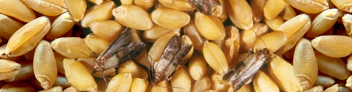 La dispensa è piena di bestioline! La dispensa è piena di bestioline!