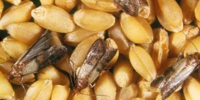 La dispensa è piena di bestioline! La dispensa è piena di bestioline!