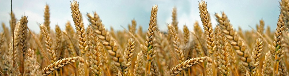 Il grano farro Il grano farro