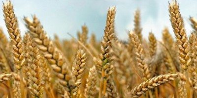 Il grano farro Il grano farro