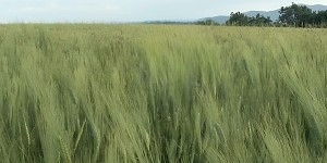 Il mito del Kamut