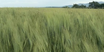 Il mito del Kamut Il mito del Kamut