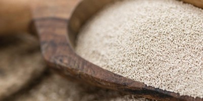 Il lievito per il pane, questo illustre microrganismo Il lievito per il pane, questo illustre microrganismo