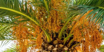 Olio di palma: cerchiamo di vederci chiaro Olio di palma: cerchiamo di vederci chiaro