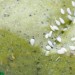 L'Alga Spirulina