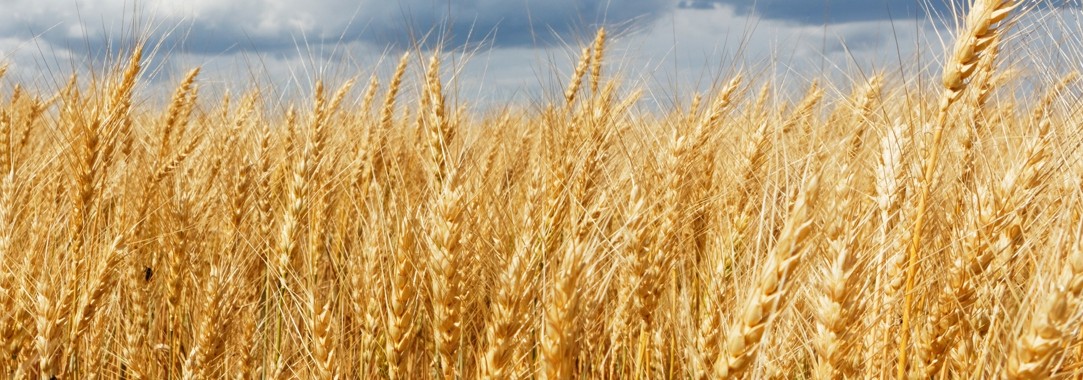 Linea Farine