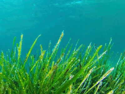 Alga Spirulina nell'ambiente acquatico