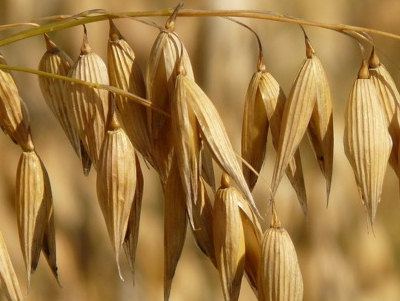 pianta di avena